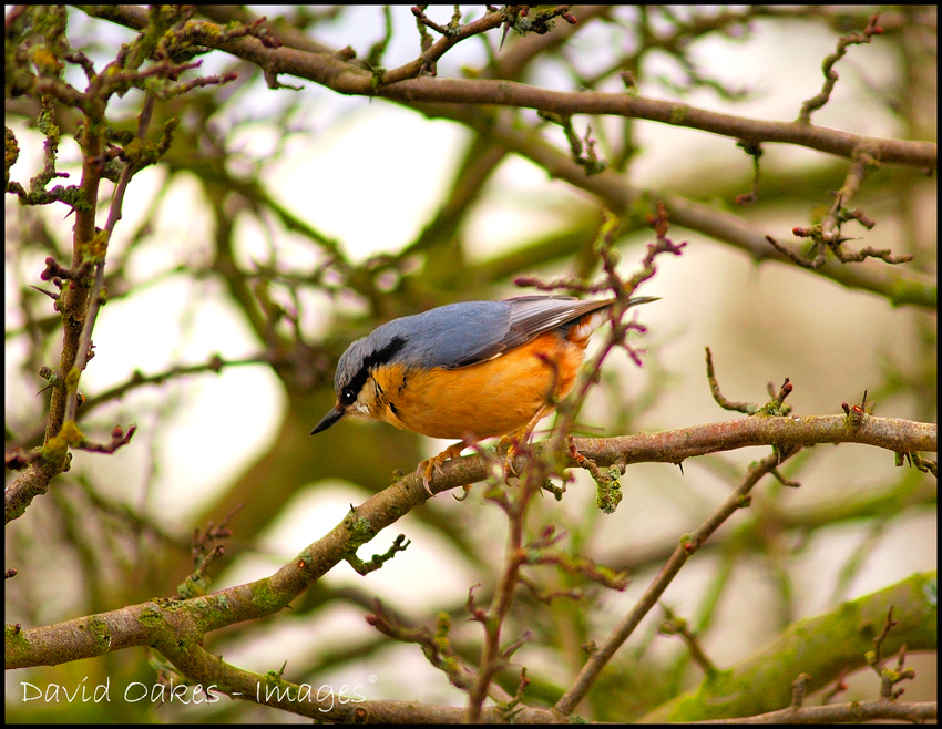 nuthatch