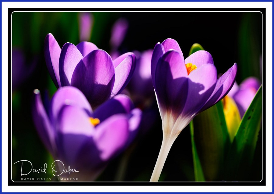 Crocus-Glory