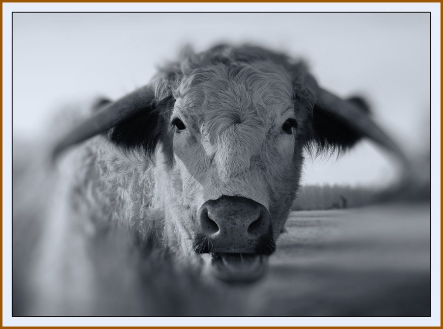 LONG-HORN-COW-Portrait-2 bw