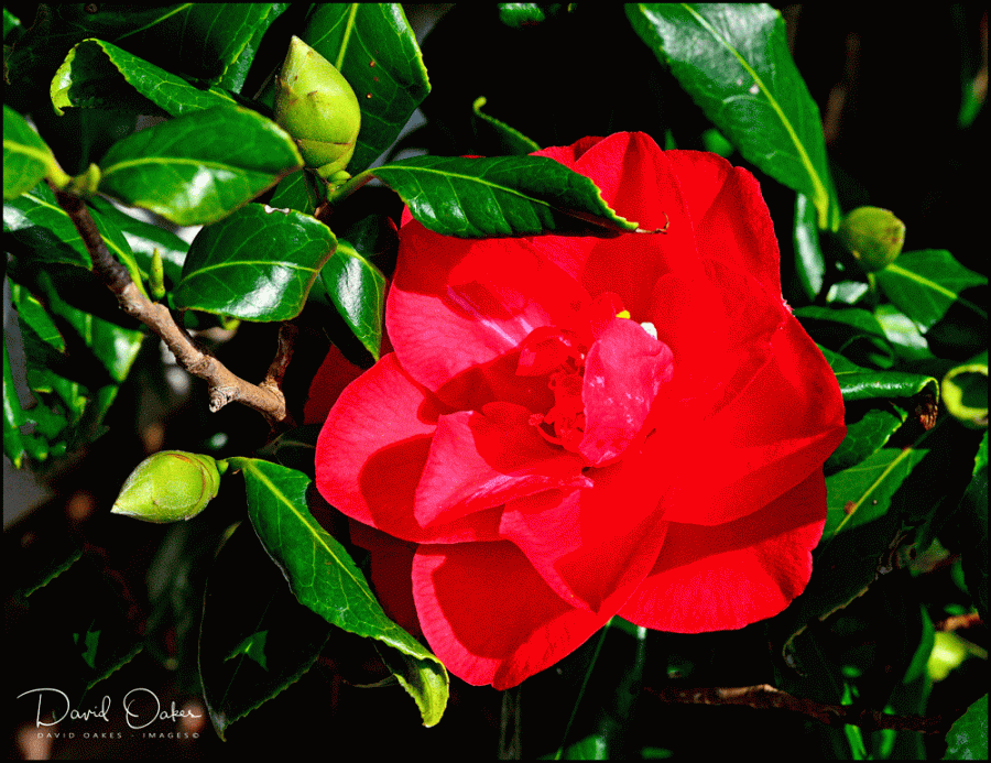 Camellia-Red-3