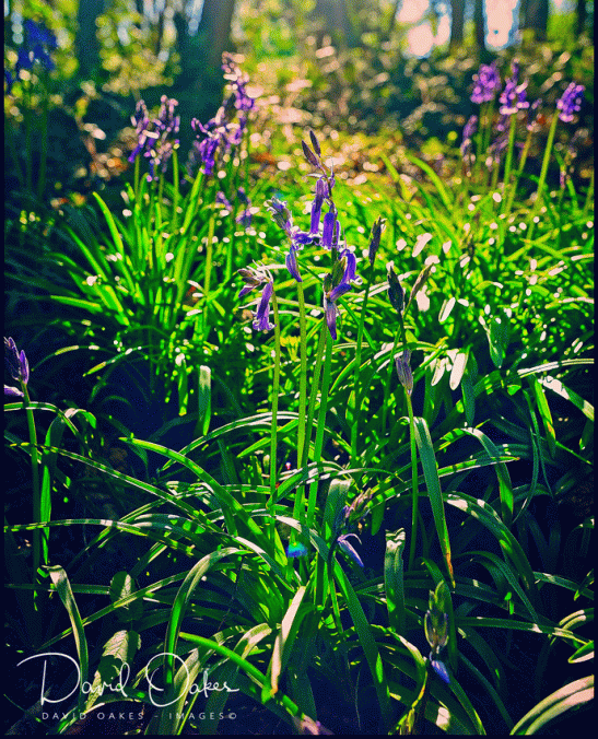 _DOI3970_00004-copy-bbb