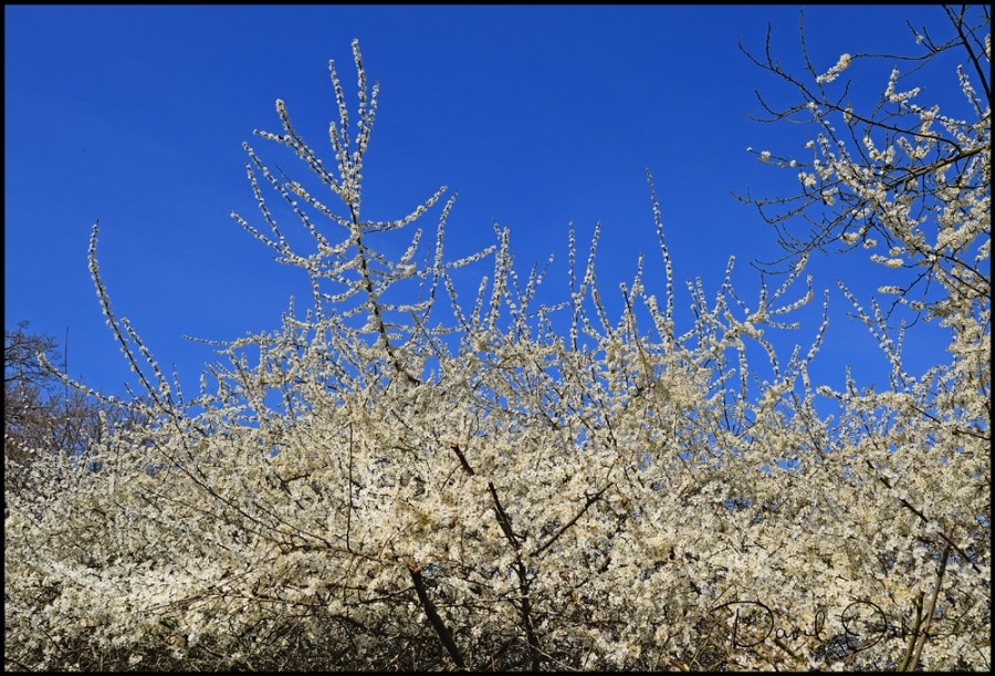 DOI_2126_00004bb - Copy