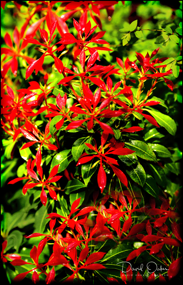 DSC_7235_00028-bb-copy