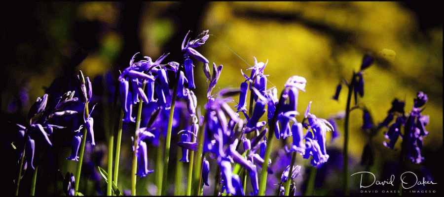 DSC_7312_00007-bbbxx - Copy