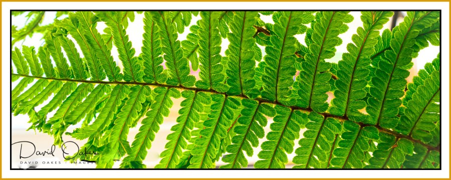 Fern-Frond 2