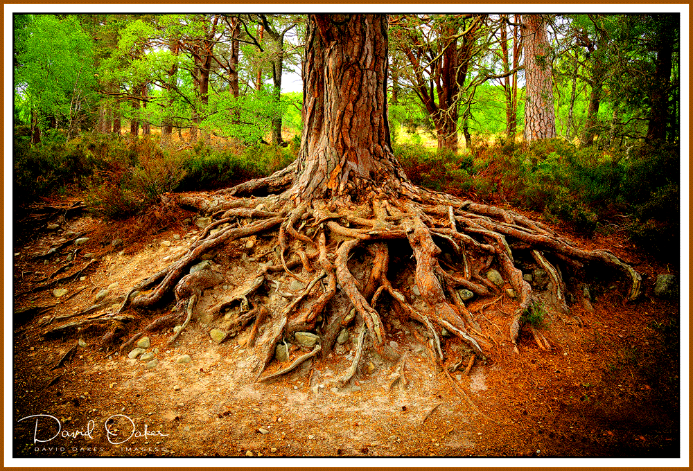 Old Roots…. Run Deep ! – DAVID OAKES – IMAGES.