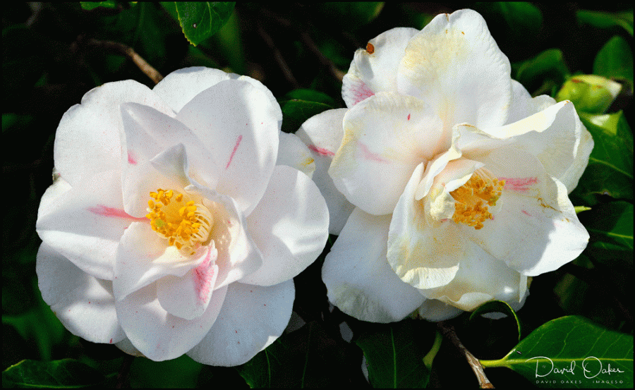 White-Camellia-2
