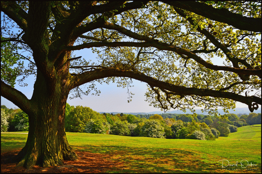 A-Little-Mist-at-Dawn.--May
