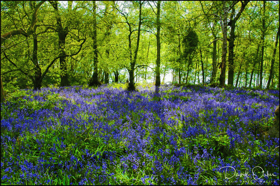 Bluebells
