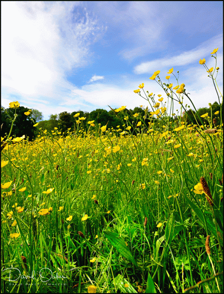 Buttercups-May-2