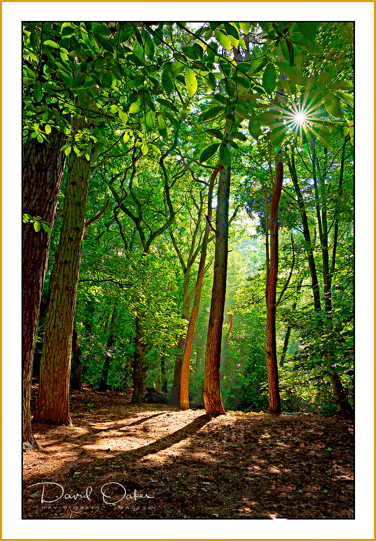 Sunshine-Spring-woods