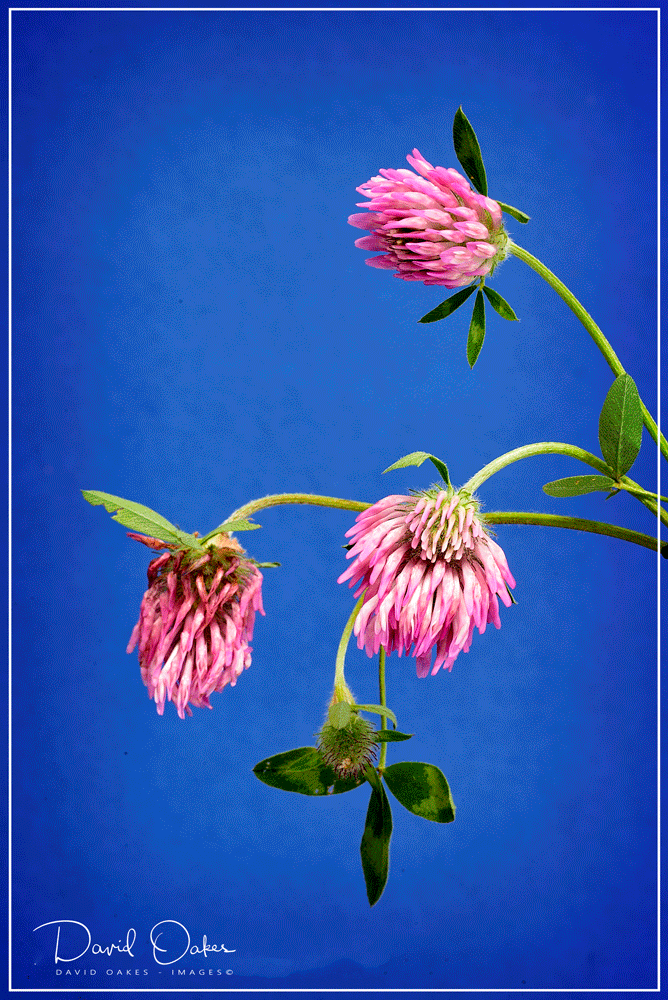 Clover-in-the-Meadow-Close-up