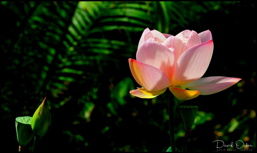 -Lotus-Flower