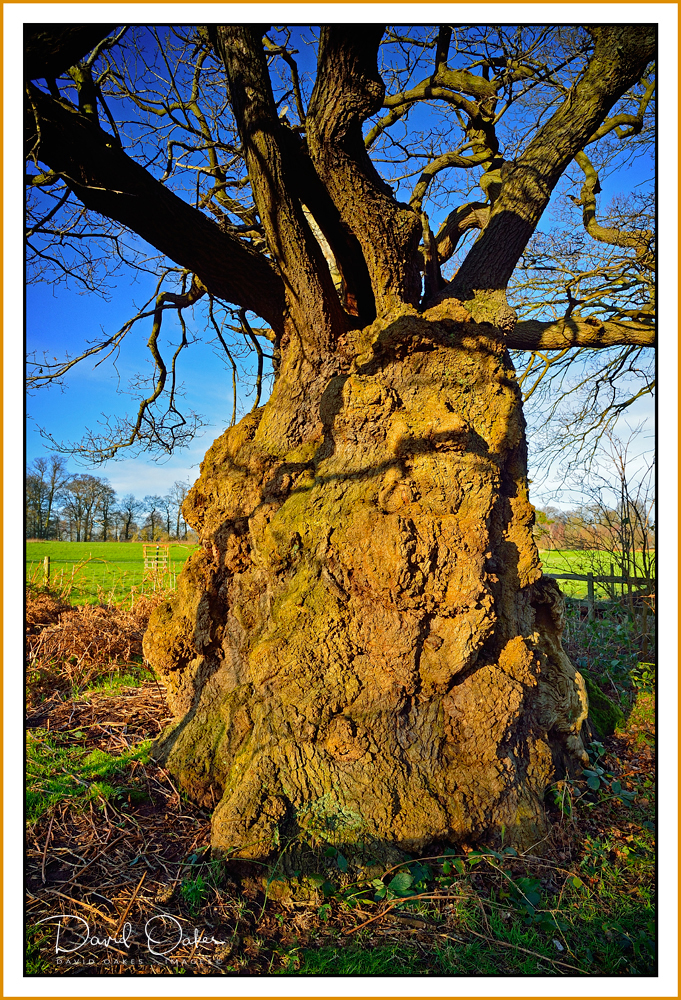 The-Old-Man-of-Calke-1000-+-year-old-Oak.jpg