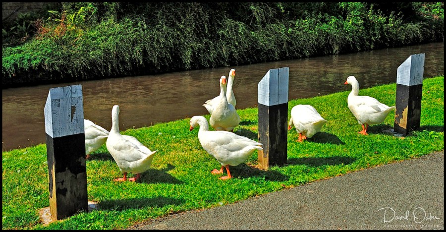 Crowded round here...