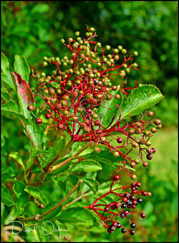 DOI_3774_00045DOI_3774bb-ttt