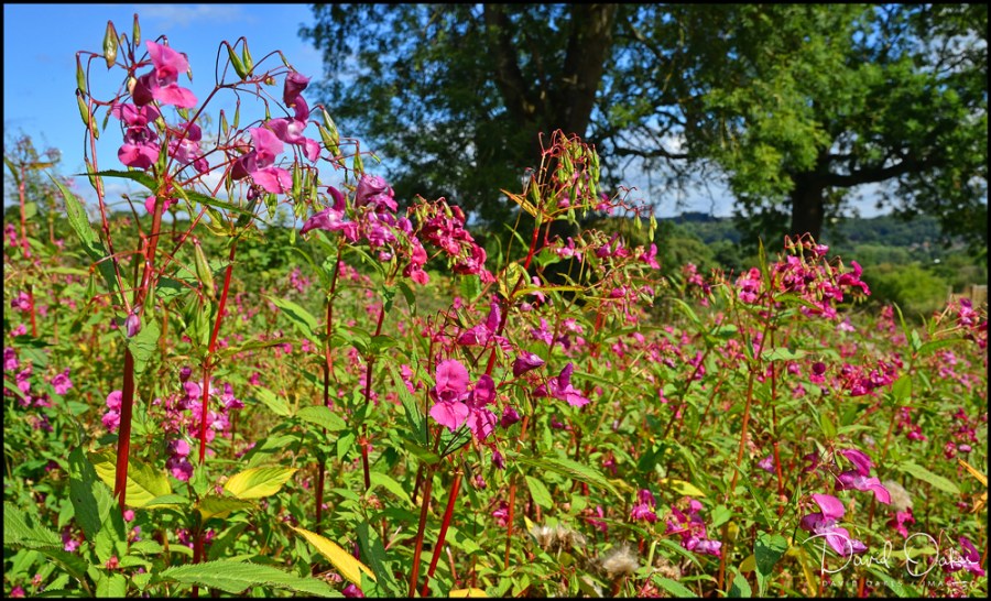 DOI_3787_00058DOI_3787bbb-ttt