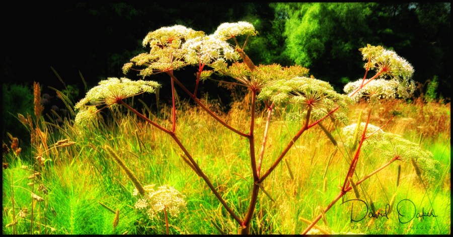 gggg DSCN1551_00047DSCN1551bb