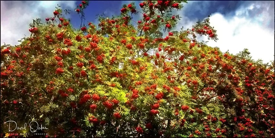 Rowan_filtered
