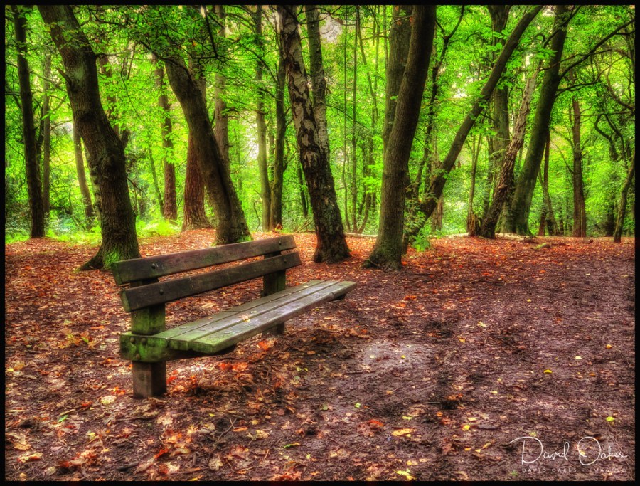 bench-in-woodsgg