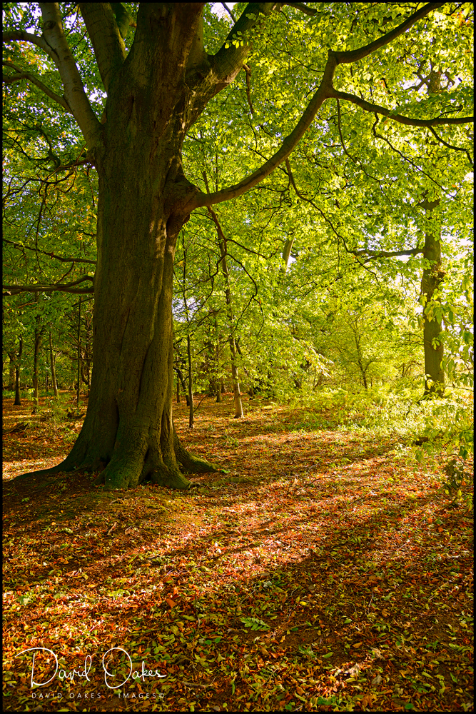 1a_00049_DO84118tttt