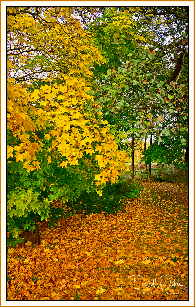 Some-Autumnal-Colour