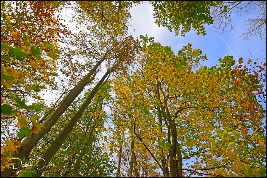 1a_00078_DSC8259bb - Copy