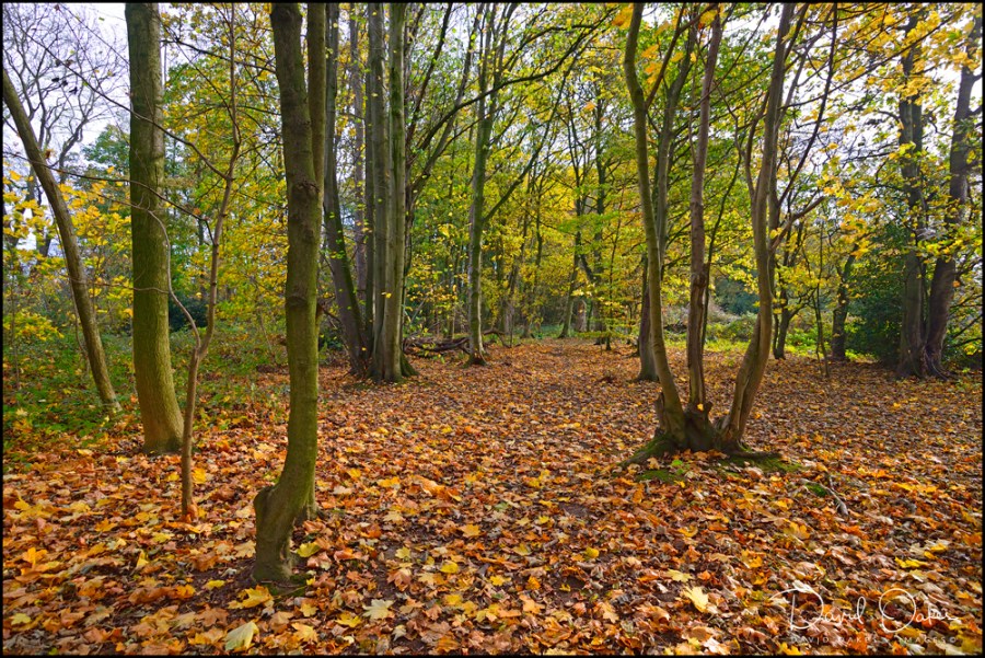 1a_00081_DSC8264bb - Copy