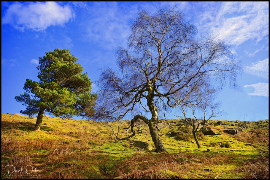 Contrast-on-the-moors
