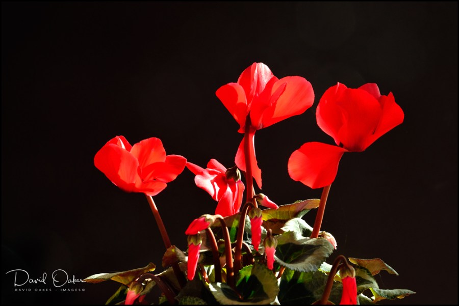 Cyclamen-2