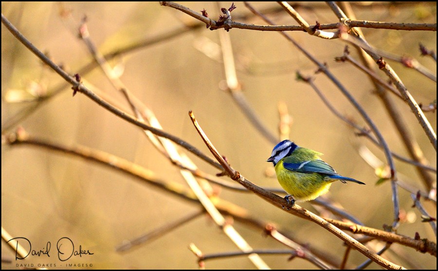 Blue Tit