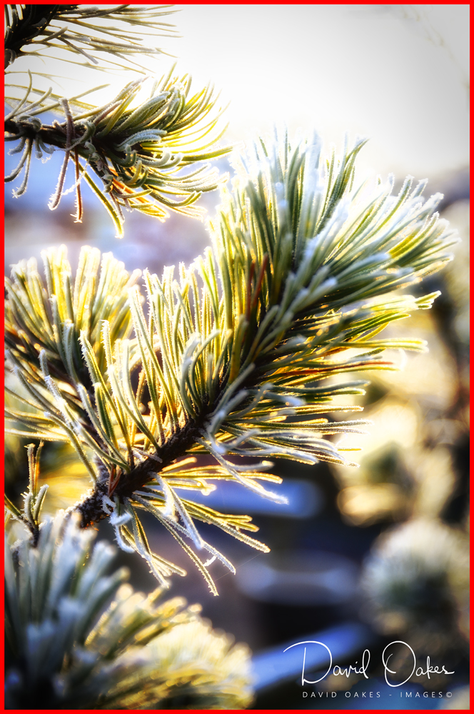 Christmas-Pine