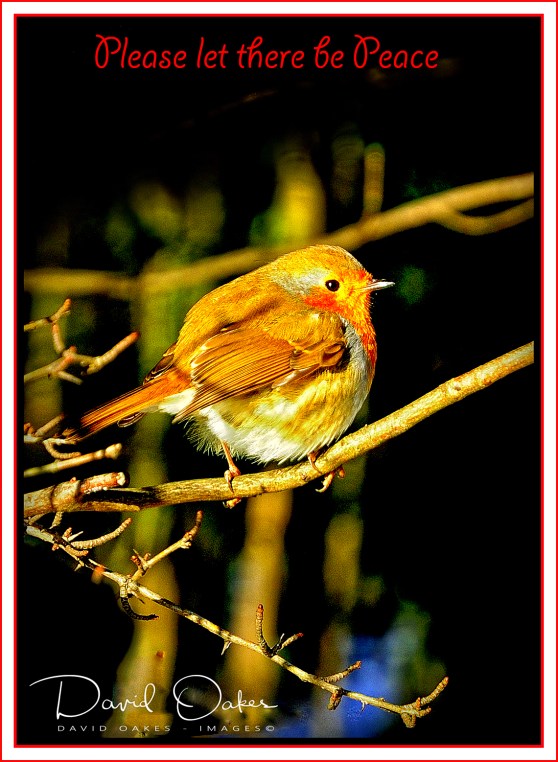 Robin Let there be Peace - Copy