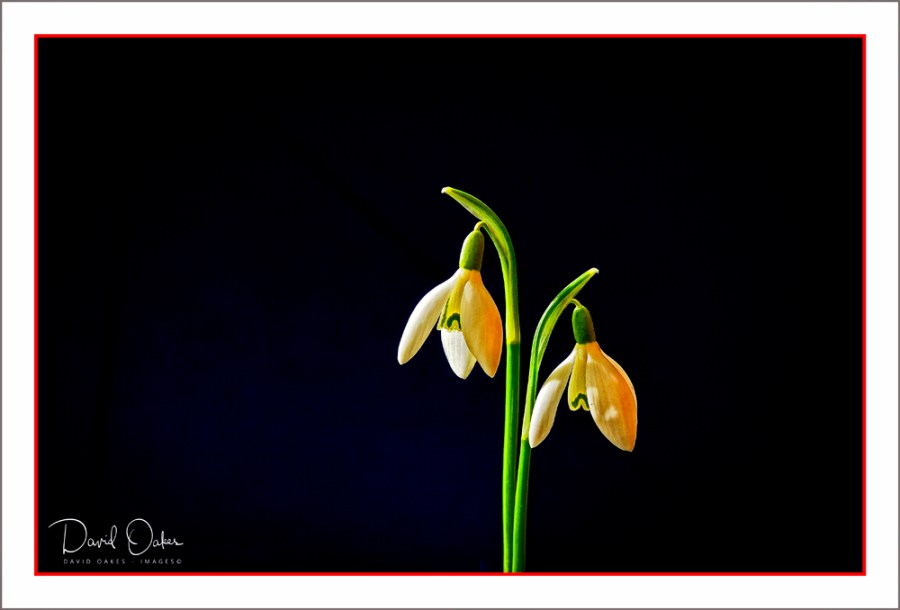 Snowdrops