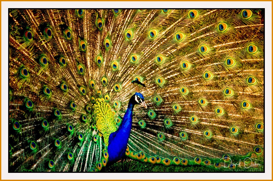 Peacock
