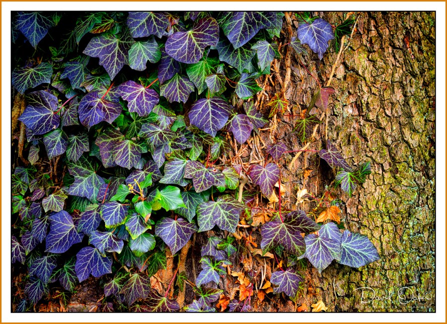Ivy-Tree