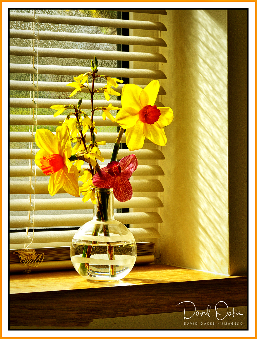 Window-Daffs-1