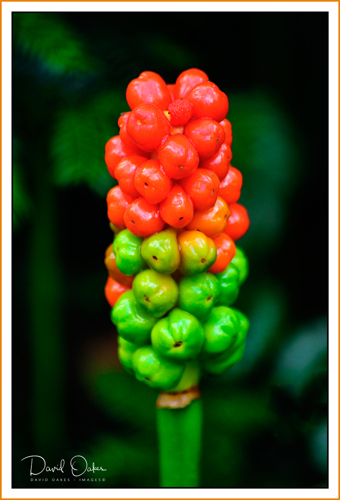 _Autumnal-DOI9163-qqqq