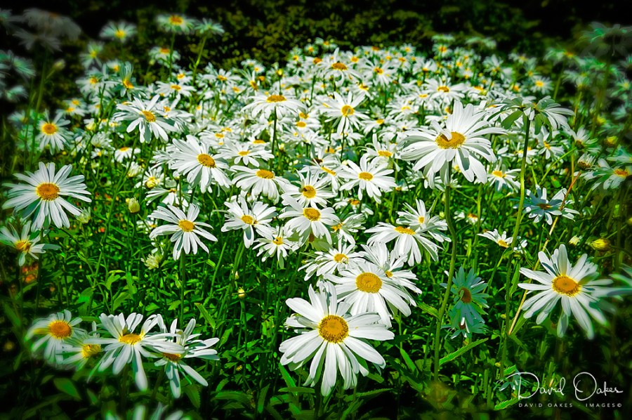 Daisies