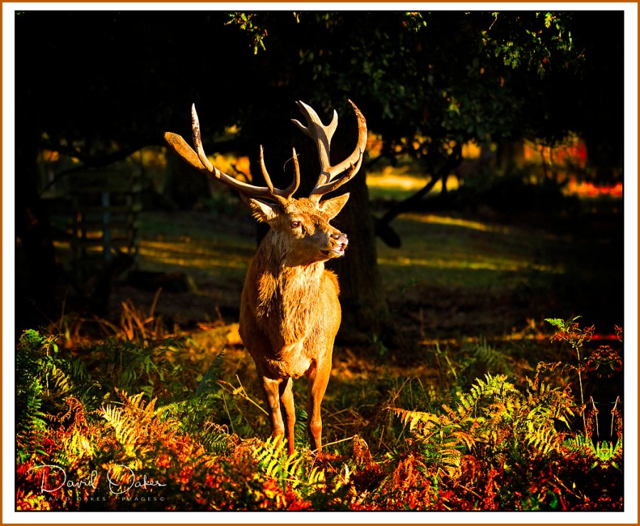 Red-Deer-Stag copy
