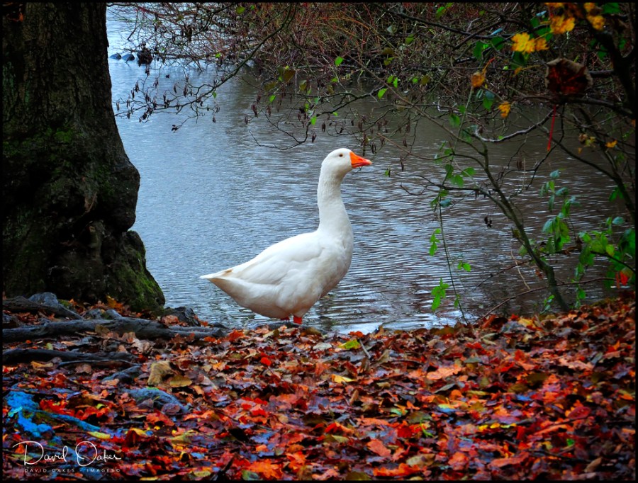 DSCN1935qqqq-copy1 - Copy