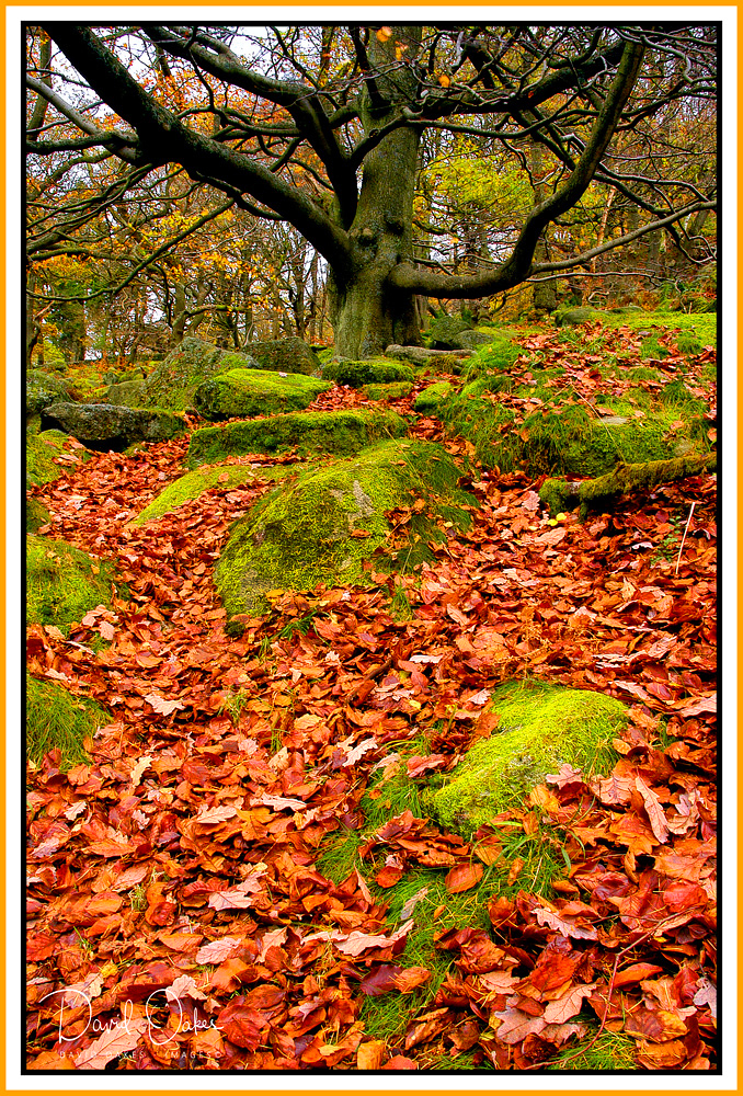 Padley-Gorge-Autumn