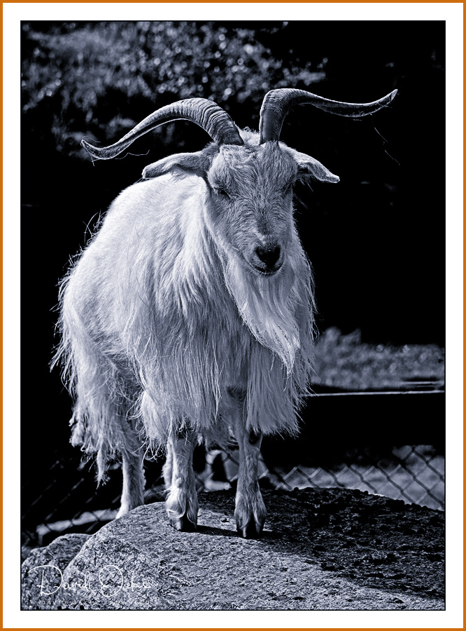 Billy-Goat-Gruff BW