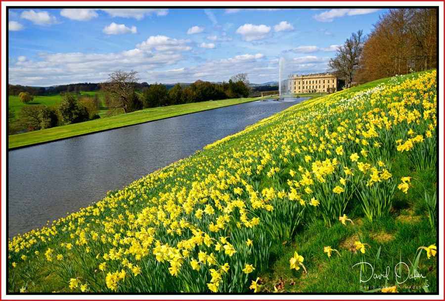 Chatsworth-Daffs.jpg