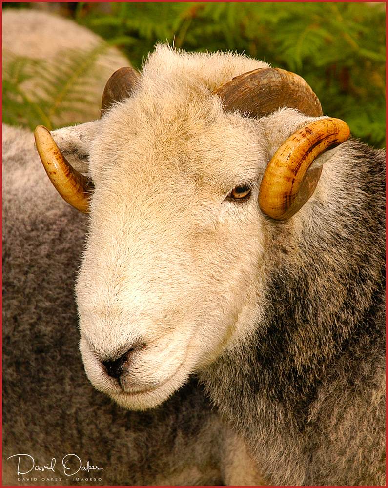 Herdwick-Ram