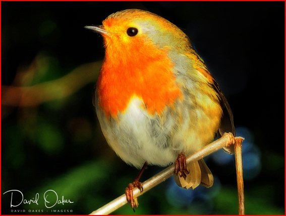 ROBIN