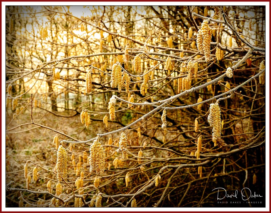 catkins