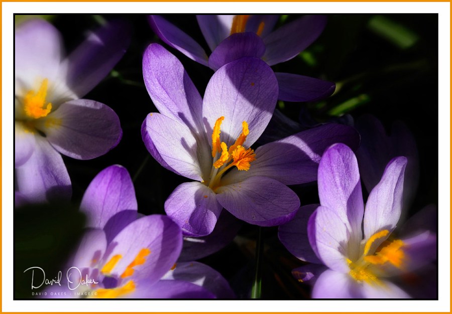 crocus