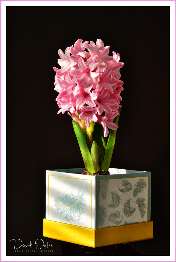 hyacinth