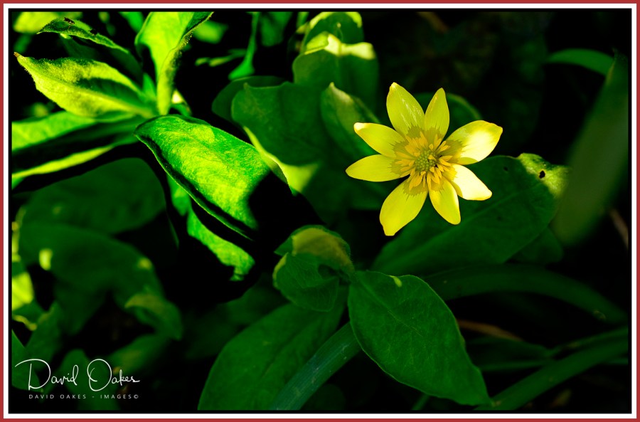 Celandine